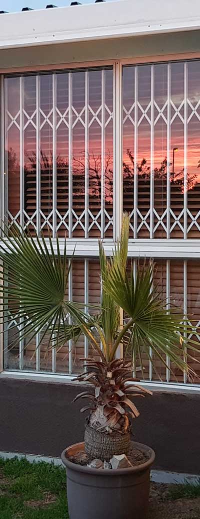Trellis-style security gate reflecting sunset with palm plant